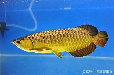 紅龍魚專用燈可以幫助發(fā)色嗎？：紅龍魚專用燈可以幫助紅龍魚發(fā)色但效果并非絕對 紅龍魚專用燈可以幫助發(fā)色嗎？：紅龍魚專用燈可以幫助紅龍魚發(fā)色但效果并非絕對 紅龍魚百科 第3張