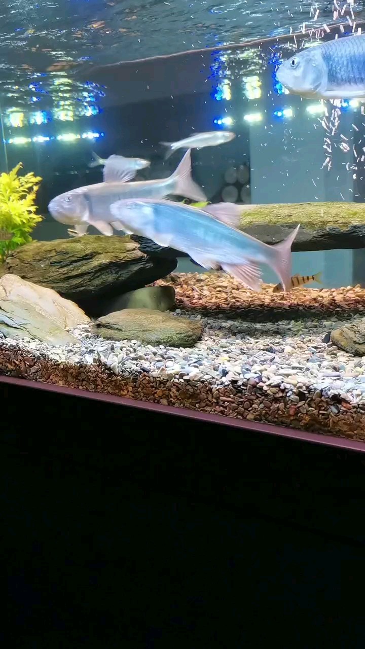溪流馬口 溪流馬口 龍魚論壇