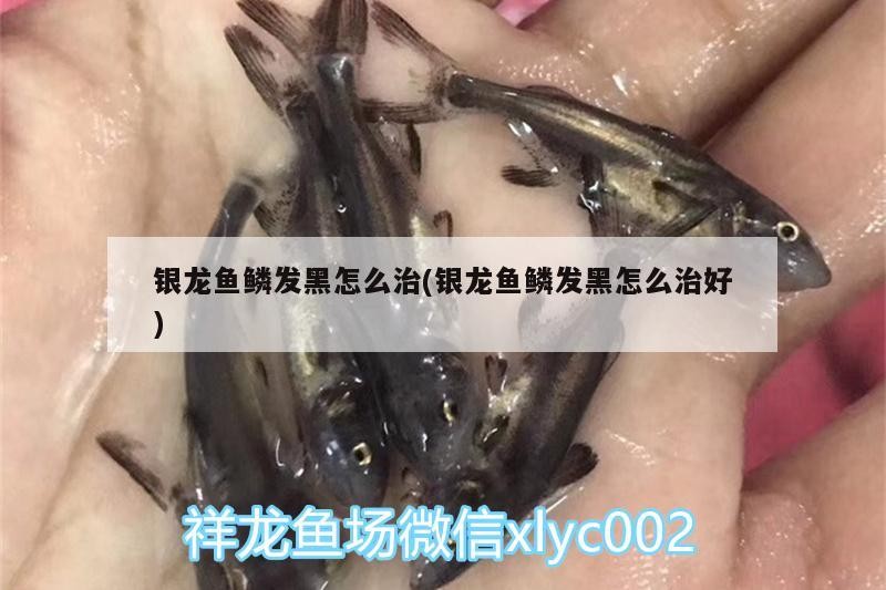 銀龍魚鱗發(fā)黑怎么治(銀龍魚鱗發(fā)黑怎么治好)