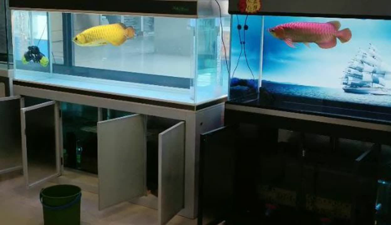 百勝魚缸品牌怎么樣知乎推薦：basion百勝魚缸品牌排行榜