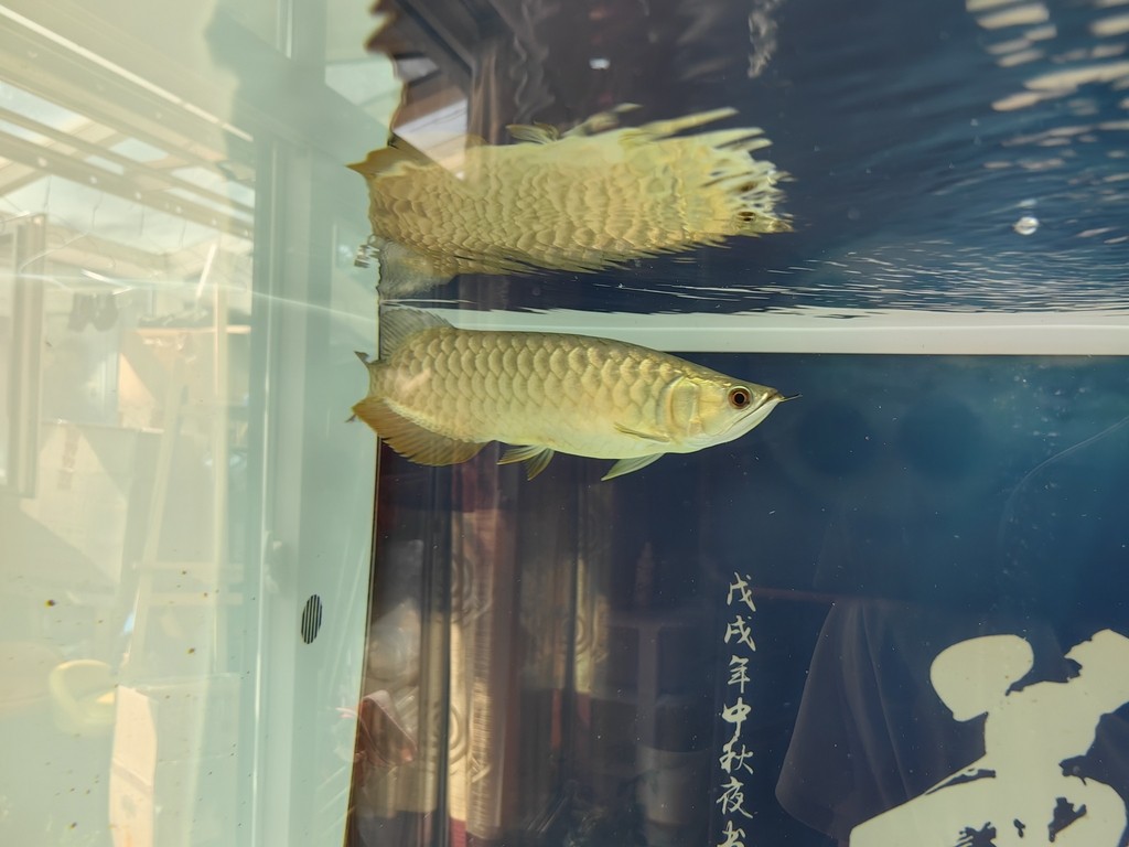 龍巔圈選金龍10廣發，看看對比色和魚的體型，廣發還是最具期待的，不信你慢慢看