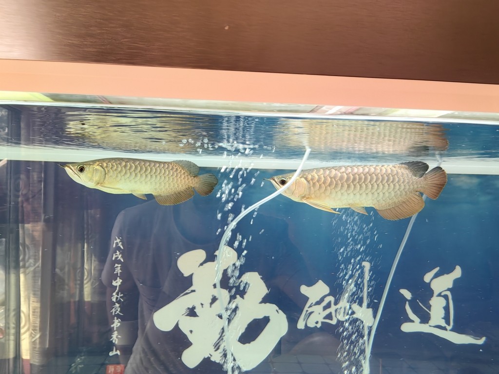 龍巔圈選金龍10廣發(fā)，看看對(duì)比色和魚(yú)的體型，廣發(fā)還是最具期待的，不信你慢慢看