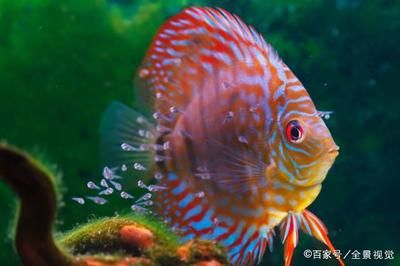 大湖龍魚多少錢一斤)，大湖龍魚多少錢一只圖片，大湖龍魚多少錢一只