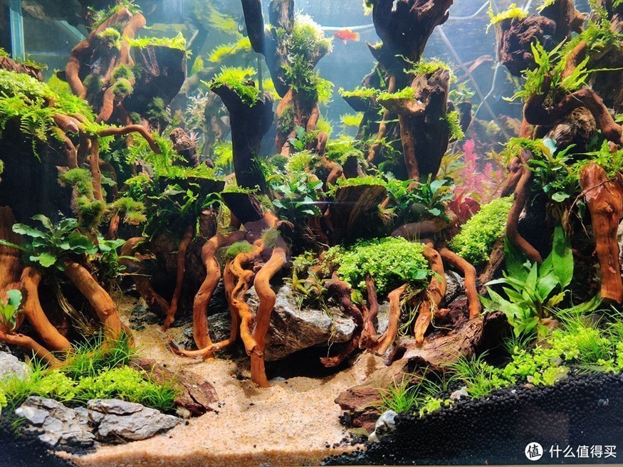 大魚缸養(yǎng)魚好還是小魚缸養(yǎng)魚好：大魚缸養(yǎng)魚的小技巧養(yǎng)魚的小技巧，大魚缸養(yǎng)魚的小技巧