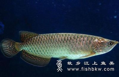 紅龍魚什么樣的體型好養一點:紅龍魚體型與易養性 紅龍魚百科 第5張 紅龍魚什么樣的體型好養一點:紅龍魚體型與易養性 紅龍魚什么樣的體型好養一點:紅龍魚體型與易養性 紅龍魚百科 第5張