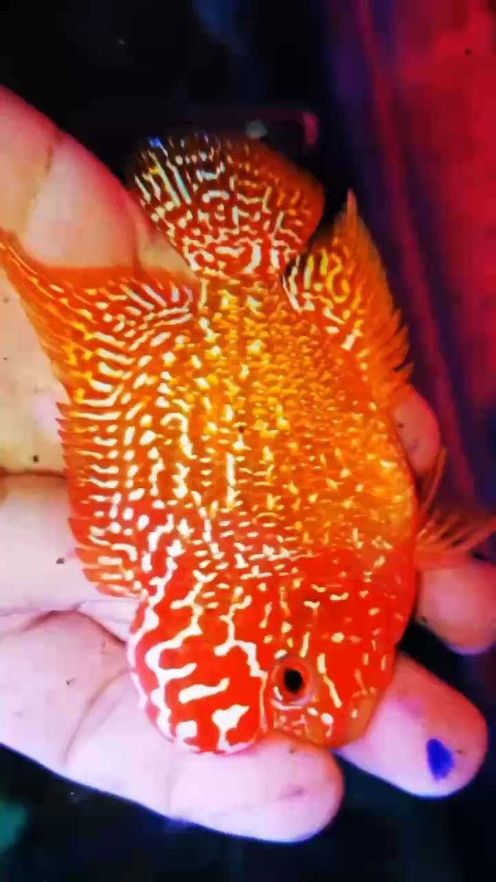 高端金花火鳳凰