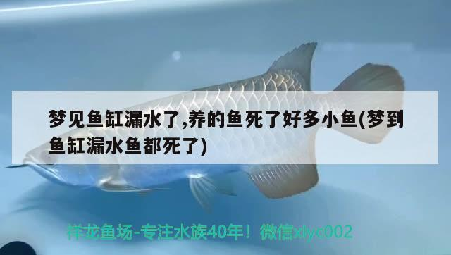 夢見魚缸漏水了,養的魚死了好多小魚(夢到魚缸漏水魚都死了)