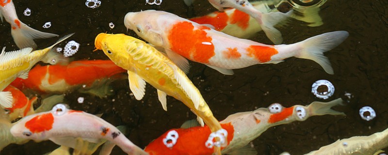 魚鱗有什么作用魚鱗的功能介紹