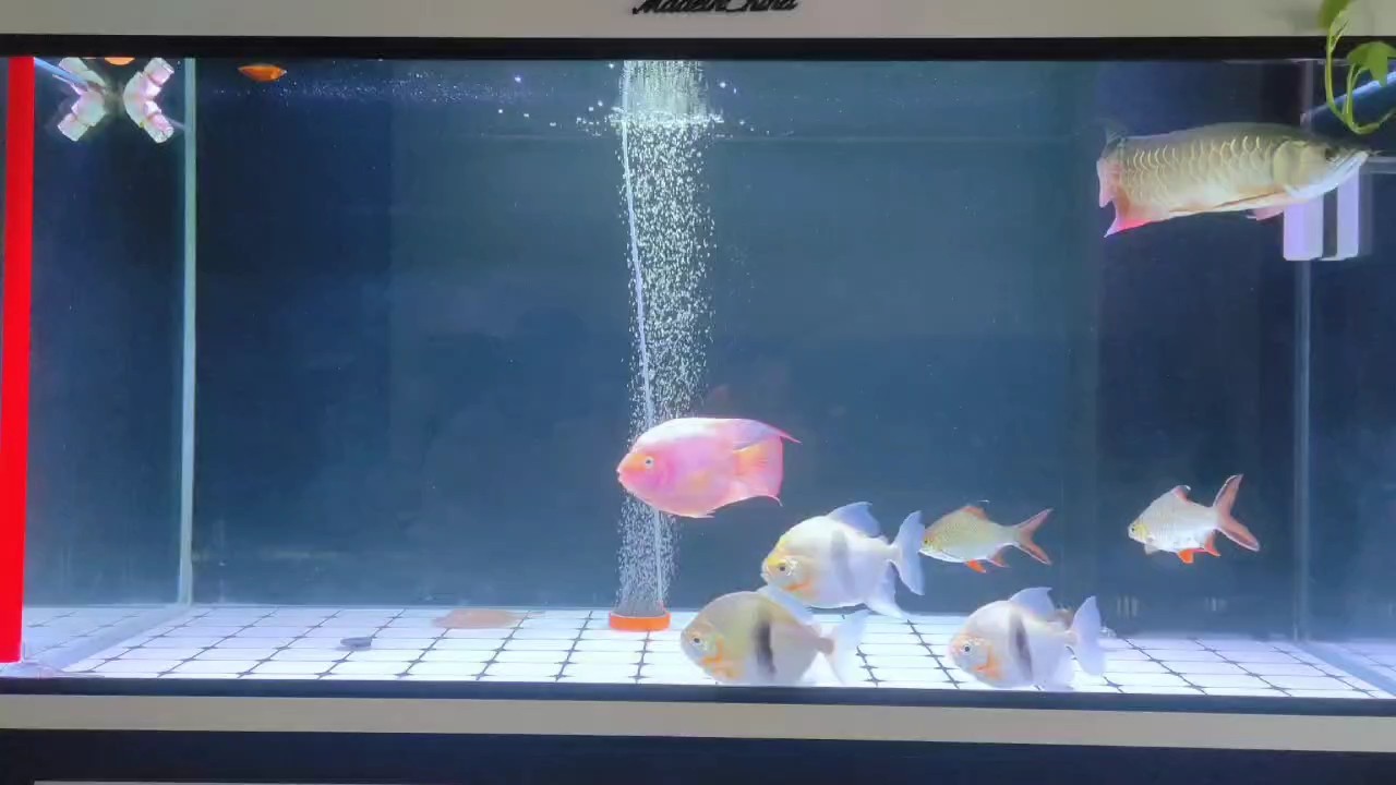 小金龍成長記第 227 小金龍成長記第 227 龍魚論壇