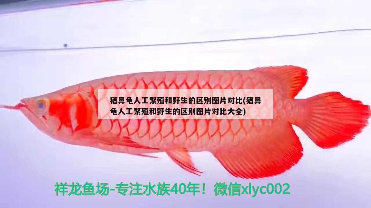 豬鼻龜人工繁殖和野生的區別圖片對比(豬鼻龜人工繁殖和野生的區別圖片對比大全)
