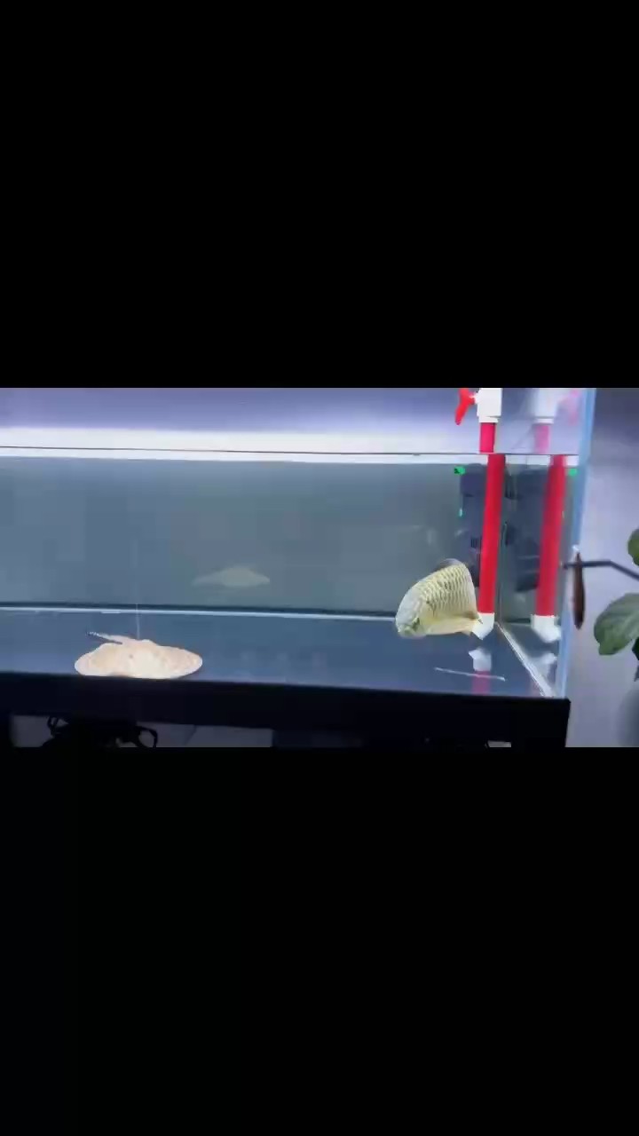 魚缸過濾器選購指南:自制魚缸過濾器魚缸上置過濾器對于養魚愛好者的必備知識 不止是愛好 龍魚論壇 不止是愛好 不止是愛好 龍魚論壇