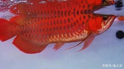 紅龍魚品相怎么看：紅龍魚品相的詳細評估方法 紅龍魚品相怎么看：紅龍魚品相的詳細評估方法 紅龍魚百科 第1張