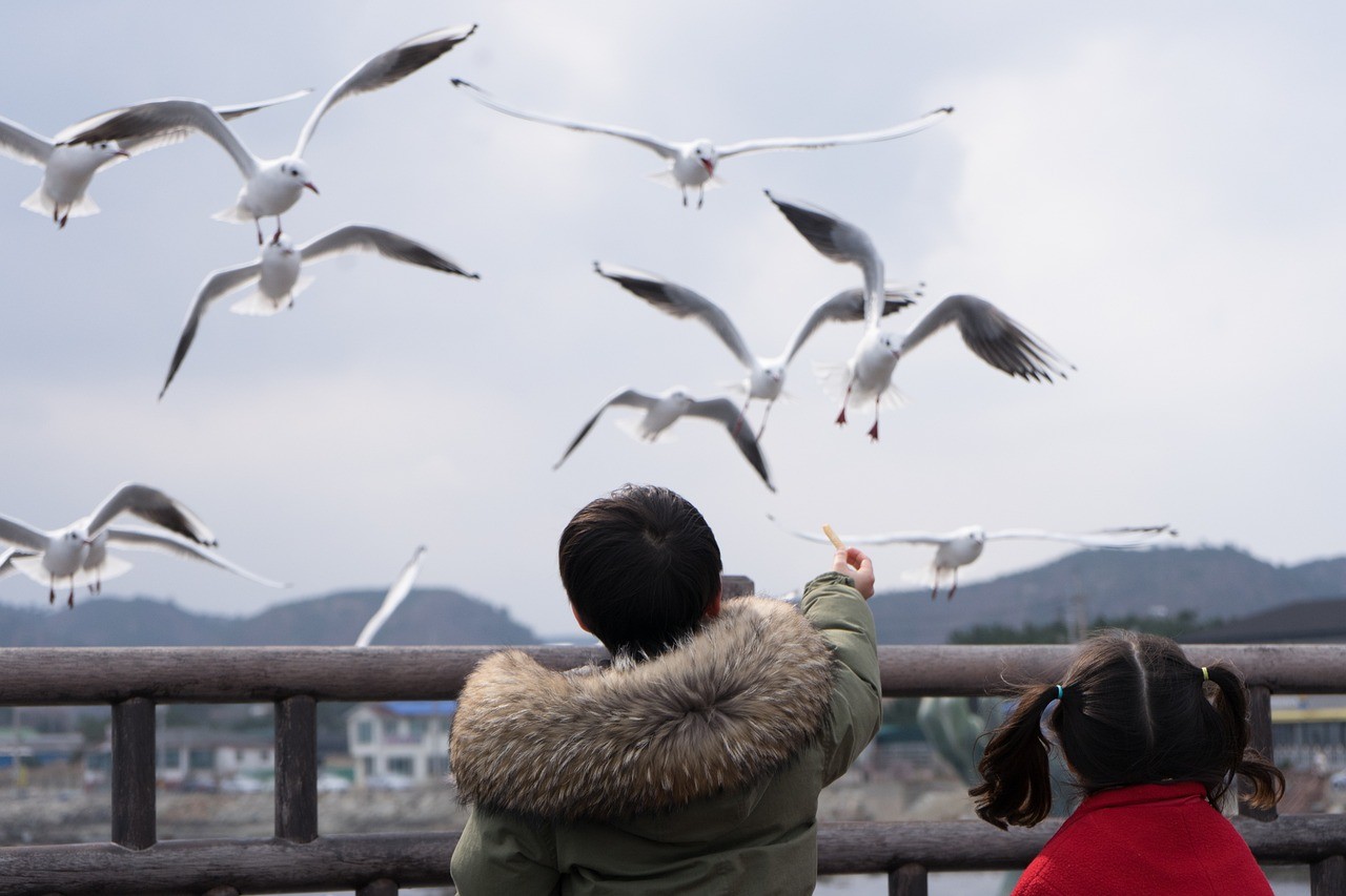 海象的英語怎么寫怎么讀（海象的英語單詞怎么讀）