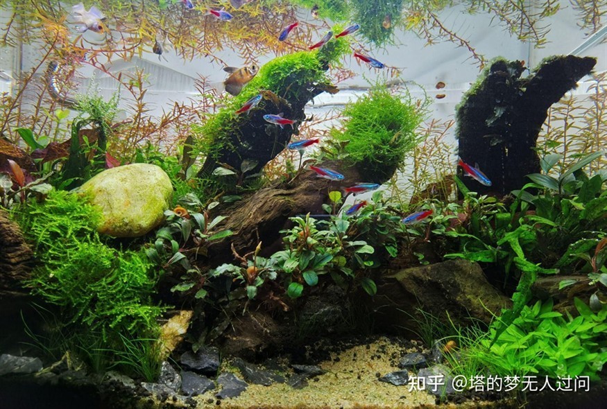 草缸還是魚缸好養魚：草缸和魚缸各有優缺點