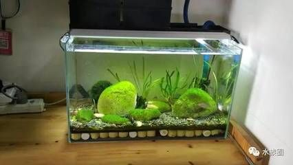 草缸還是魚缸好養魚：草缸和魚缸各有優缺點