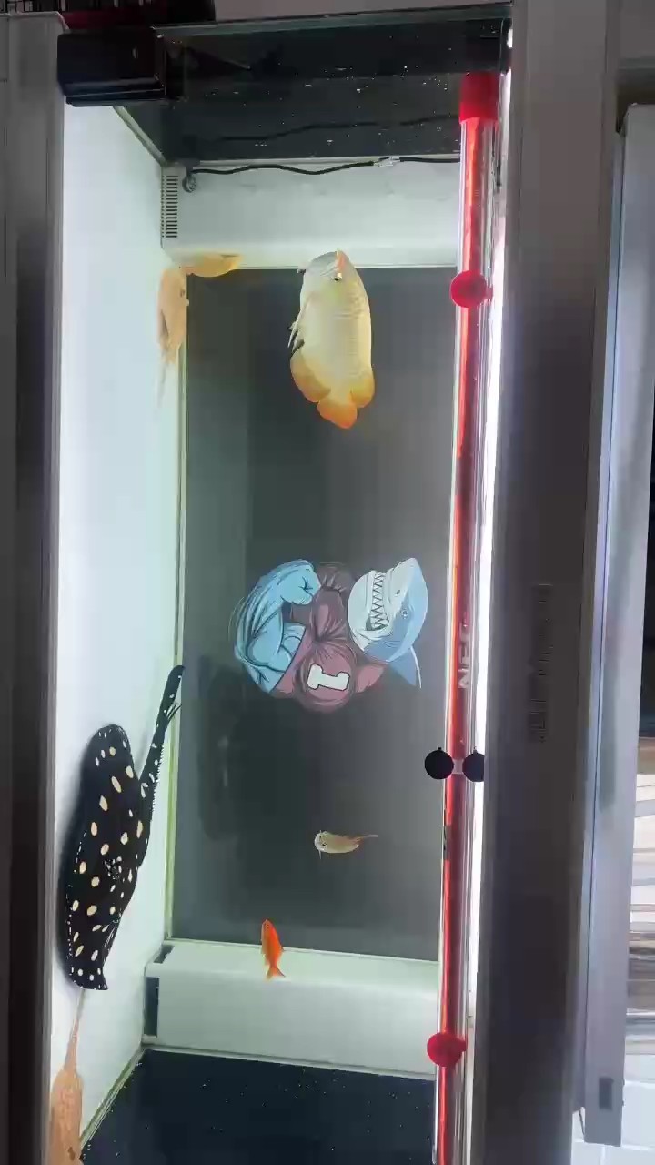 滴滴打卡 滴滴打卡 龍魚論壇