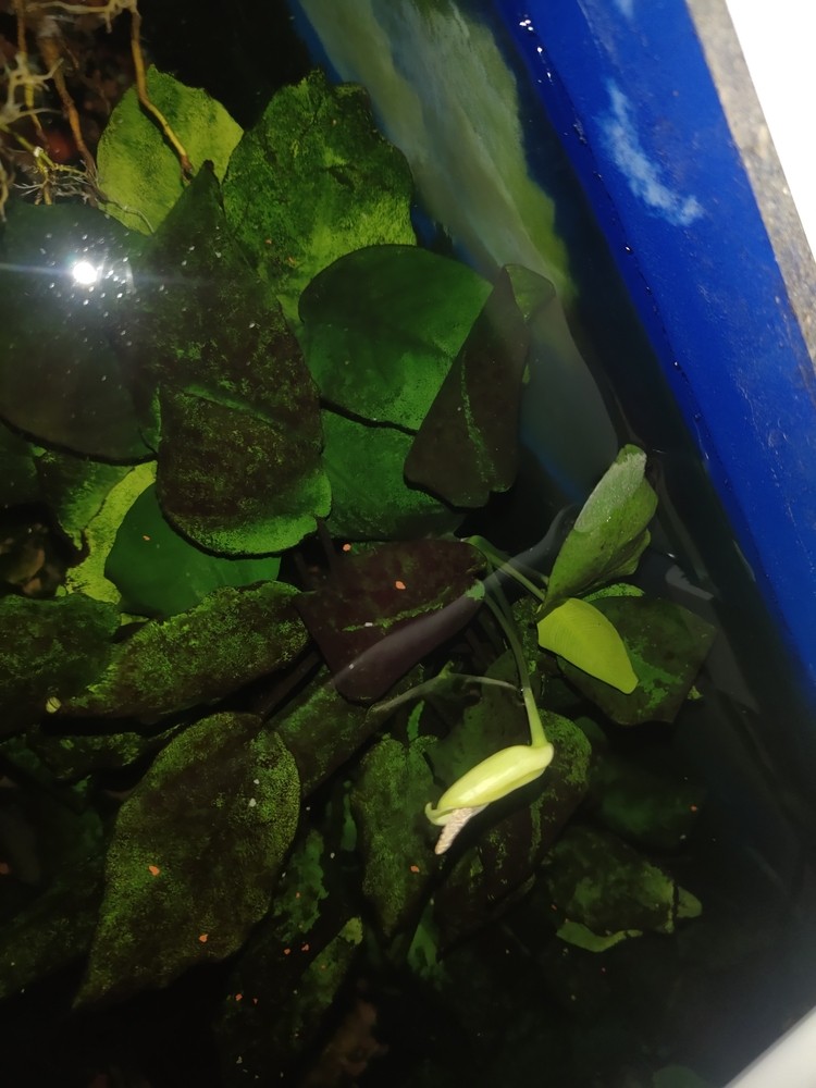 水溶開花