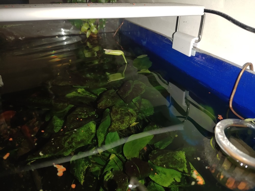 水溶開花
