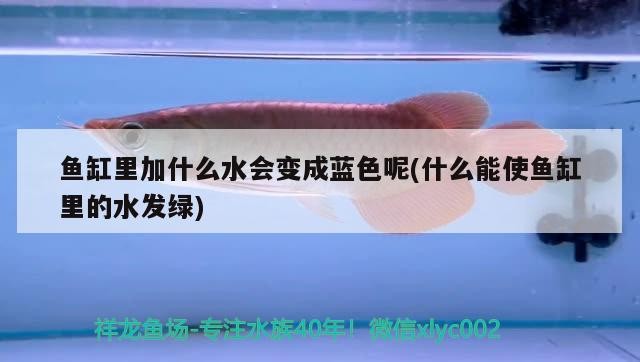 魚缸里加什么水會變成藍色呢(什么能使魚缸里的水發(fā)綠)