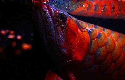 紅龍魚眼睛：紅龍魚眼睛可能出現(xiàn)的問題及其原因