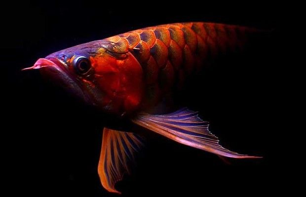 紅龍魚眼睛：紅龍魚眼睛可能出現的問題及其原因