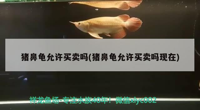 我的虎魚真菌感染了要怎么處理 豬鼻龜允許買賣嗎(豬鼻龜允許買賣嗎現在) 豬鼻龜百科 豬鼻龜允許買賣嗎(豬鼻龜允許買賣嗎現在) 豬鼻龜允許買賣嗎(豬鼻龜允許買賣嗎現在) 豬鼻龜百科