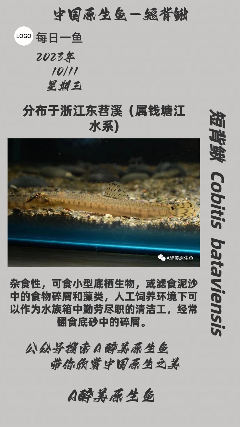 短背鰍