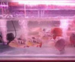 大型魚缸清潔魚有哪些種類：幾種適合大型魚缸的清潔魚 大型魚缸清潔魚有哪些種類：幾種適合大型魚缸的清潔魚 魚缸百科 第3張