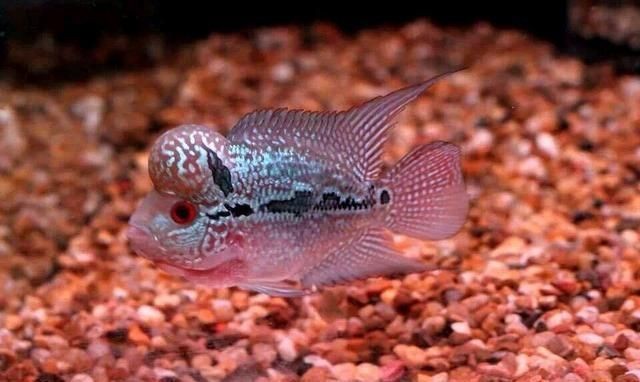 大型魚缸清潔魚有哪些種類：幾種適合大型魚缸的清潔魚 大型魚缸清潔魚有哪些種類：幾種適合大型魚缸的清潔魚 魚缸百科 第4張