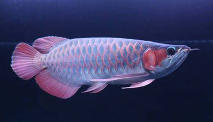 如何飼養紅龍魚幼崽：紅龍魚幼崽飼養注意事項