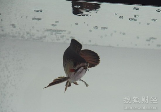 武漢紅龍魚價格2688貴嗎？