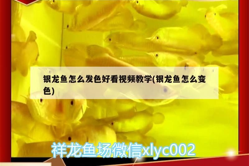 銀龍魚怎么發(fā)色好看視頻教學(xué)(銀龍魚怎么變色) 銀龍魚怎么發(fā)色好看視頻教學(xué)(銀龍魚怎么變色) 銀龍魚百科