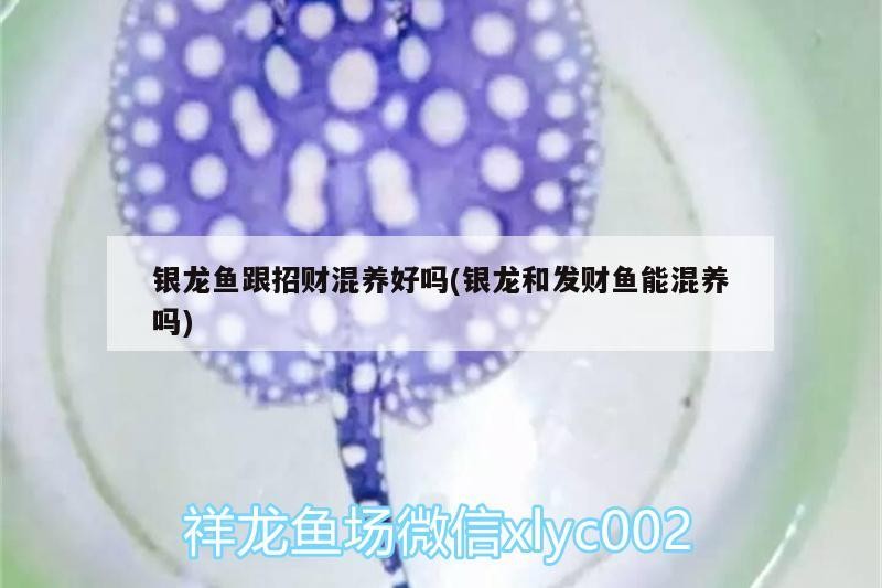 銀龍魚跟招財混養好嗎(銀龍和發財魚能混養嗎)