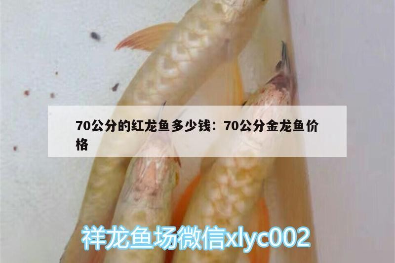 70公分的紅龍魚多少錢:70公分金龍魚價格