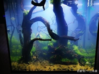 不用草缸還可以怎么給魚(yú)缸造景：不用水草泥和化妝沙進(jìn)行魚(yú)缸造景的方法