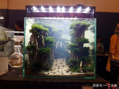 不用草缸還可以怎么給魚(yú)缸造景：不用水草泥和化妝沙進(jìn)行魚(yú)缸造景的方法