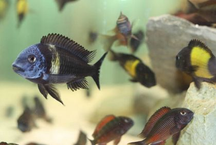 慈鯛適合與什么魚混養(yǎng)魚缸：三湖慈鯛可以與多種魚類混養(yǎng)嗎？
