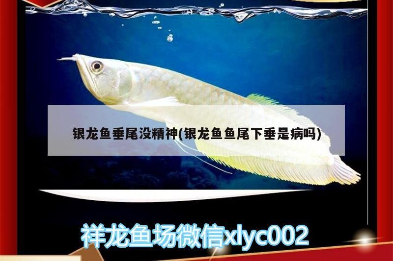 銀龍魚垂尾沒精神(銀龍魚魚尾下垂是病嗎) 銀龍魚垂尾沒精神(銀龍魚魚尾下垂是病嗎) 銀龍魚百科