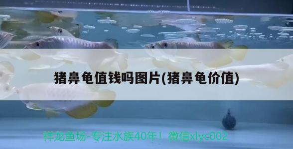 魚缸過濾器選購指南:自制魚缸過濾器魚缸上置過濾器對于養魚愛好者的必備知識 豬鼻龜值錢嗎圖片(豬鼻龜價值) 豬鼻龜百科 豬鼻龜值錢嗎圖片(豬鼻龜價值) 豬鼻龜值錢嗎圖片(豬鼻龜價值) 豬鼻龜百科