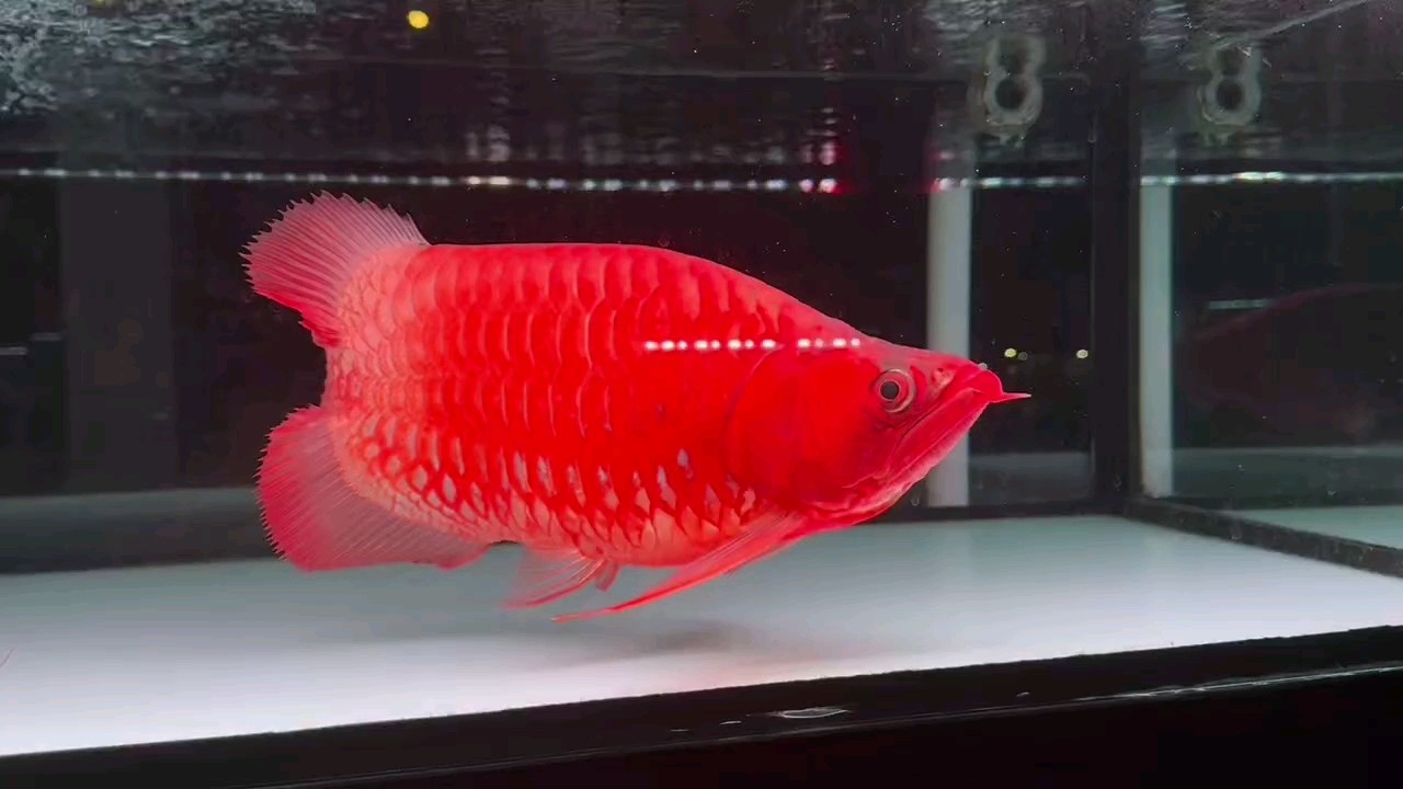 印尼比賽紅龍