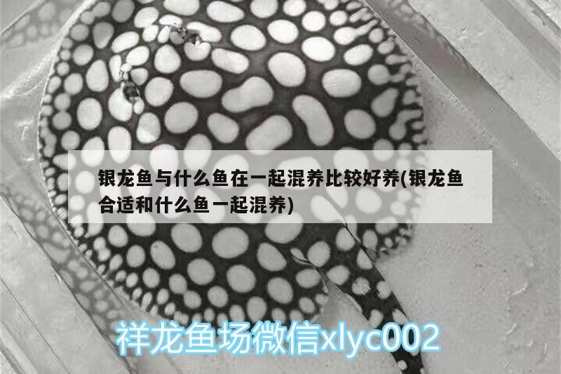 銀龍魚與什么魚在一起混養比較好養(銀龍魚合適和什么魚一起混養) 銀龍魚與什么魚在一起混養比較好養(銀龍魚合適和什么魚一起混養) 銀龍魚百科