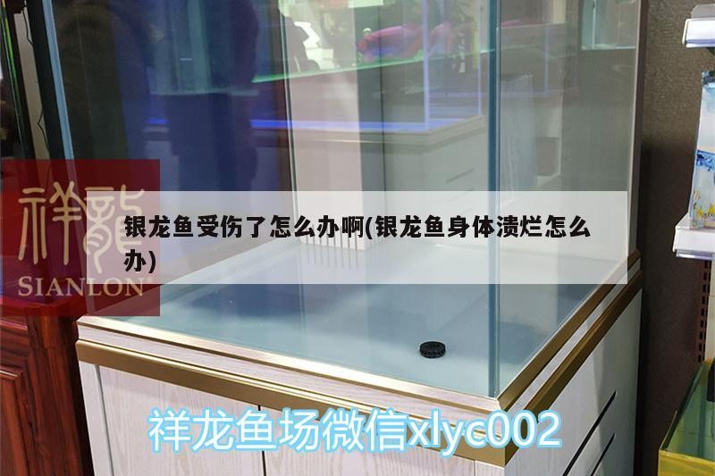 銀龍魚受傷了怎么辦啊(銀龍魚身體潰爛怎么辦)