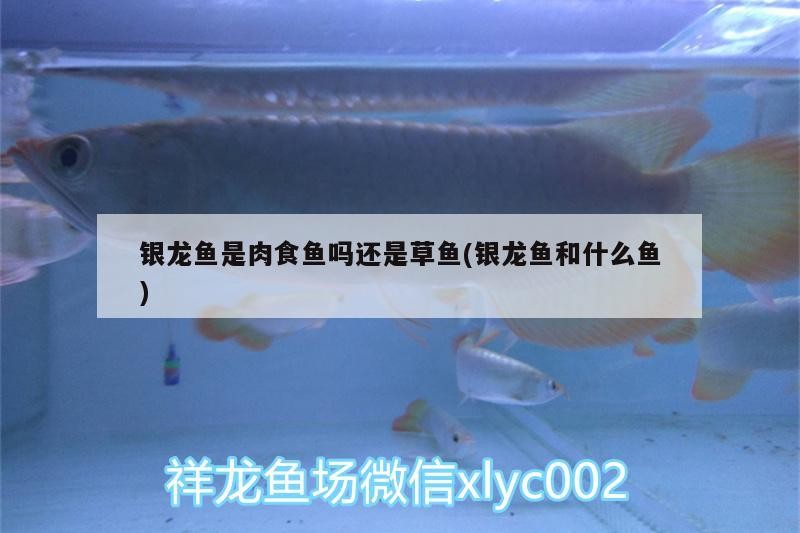 銀龍魚是肉食魚嗎還是草魚(銀龍魚和什么魚) 銀龍魚是肉食魚嗎還是草魚(銀龍魚和什么魚) 銀龍魚百科