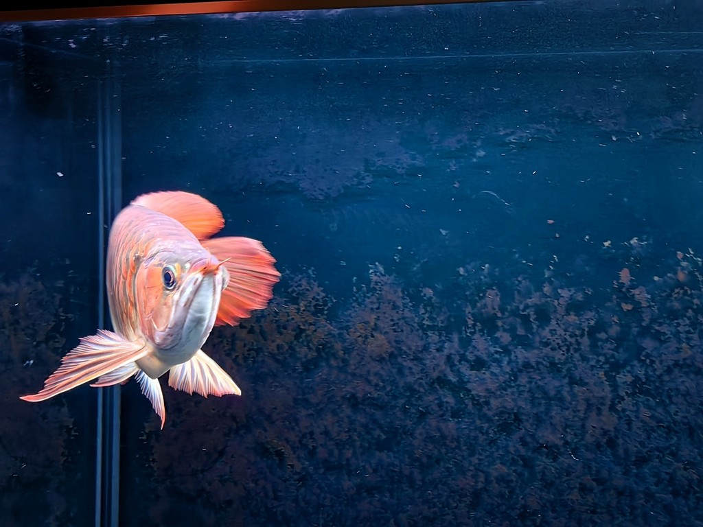 22.08.10入魚 22.08.10入魚 龍魚論壇 第1張