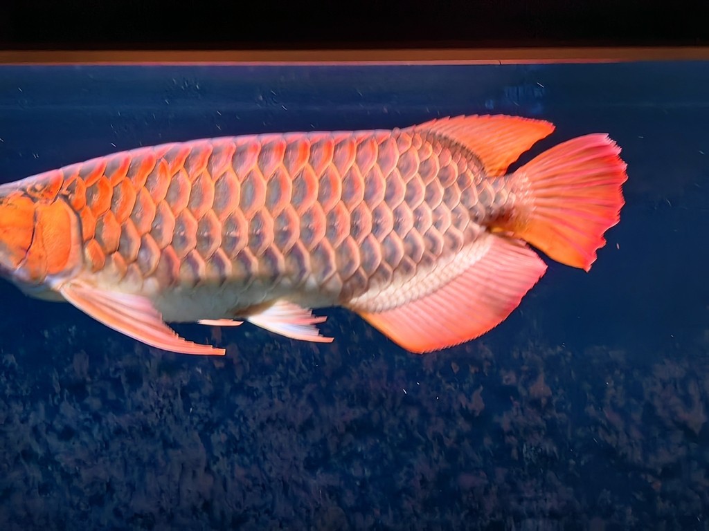22.08.10入魚 22.08.10入魚 龍魚論壇 第2張