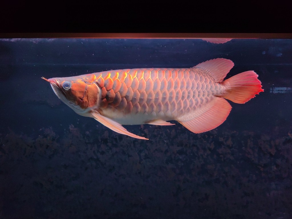 22.08.10入魚 22.08.10入魚 龍魚論壇 第3張