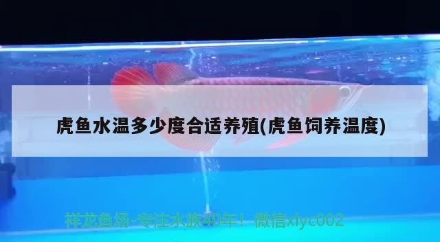 虎魚水溫多少度合適養殖(虎魚飼養溫度) 虎魚水溫多少度合適養殖(虎魚飼養溫度) 虎魚百科