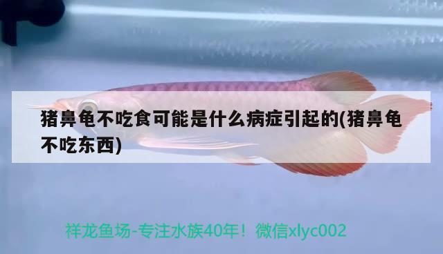 豬鼻龜不吃食可能是什么病癥引起的(豬鼻龜不吃東西)