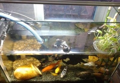大魚缸養魚多久換一次水比較好呢：養魚多久換一次水？