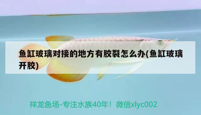 魚缸玻璃對接的地方有膠裂怎么辦(魚缸玻璃開膠) 魚缸玻璃對接的地方有膠裂怎么辦(魚缸玻璃開膠) 虎魚百科